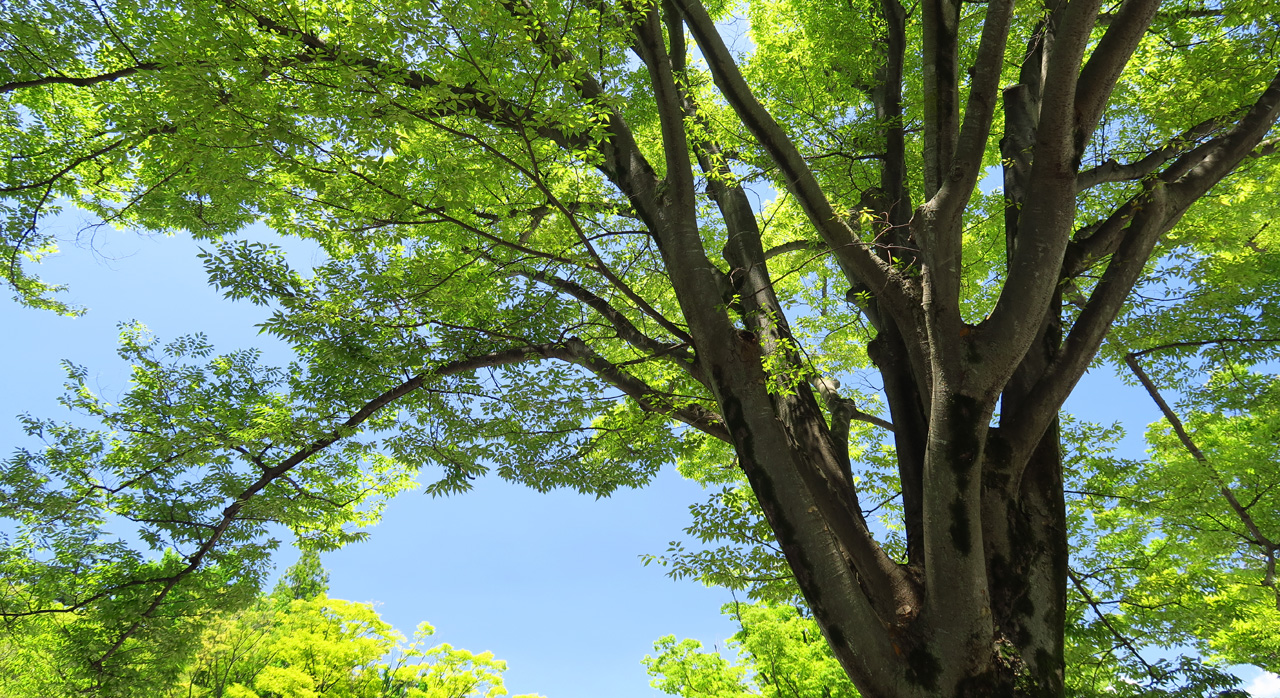 初夏のごあいさつ