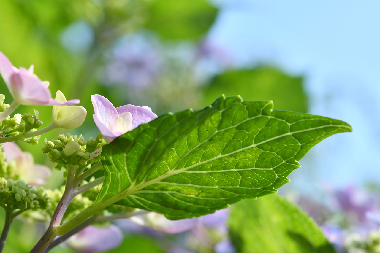 ６月に入りました！