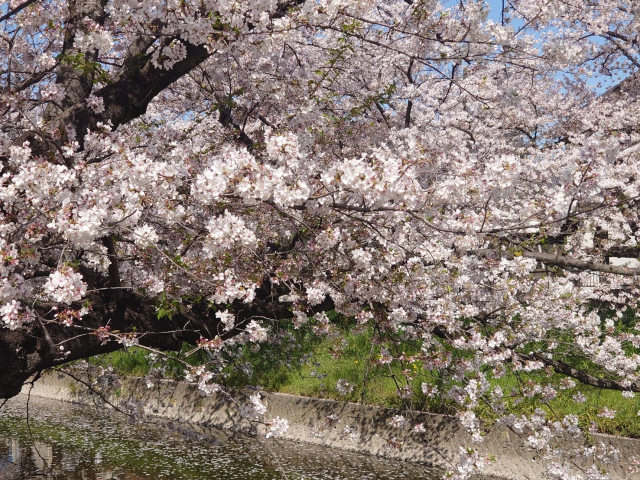 春のごあいさつ